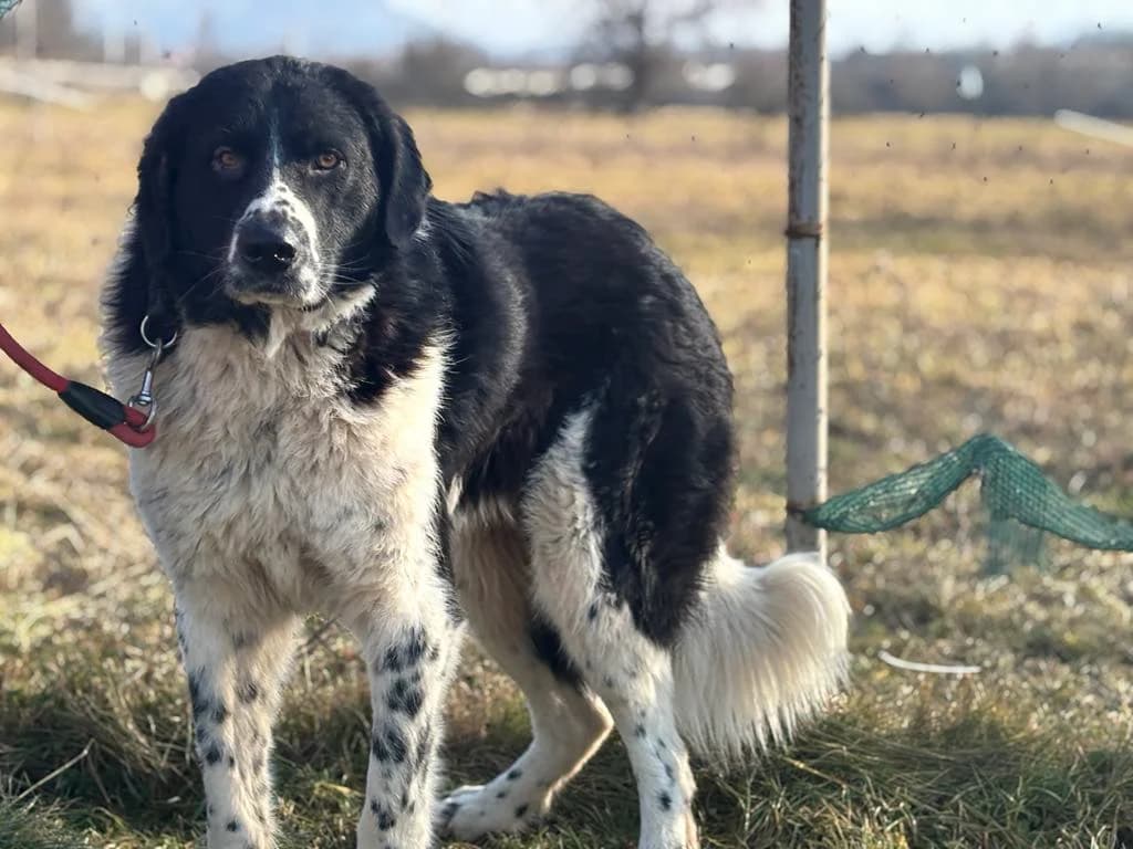 Jules, schwarz male 3yo Mixed Breed for adoption at Ein Herz für Streuner e.V., München