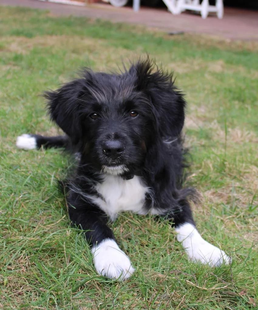 Juli, weiß female puppy Mixed Breed for adoption at Ein Herz für Streuner e.V., München