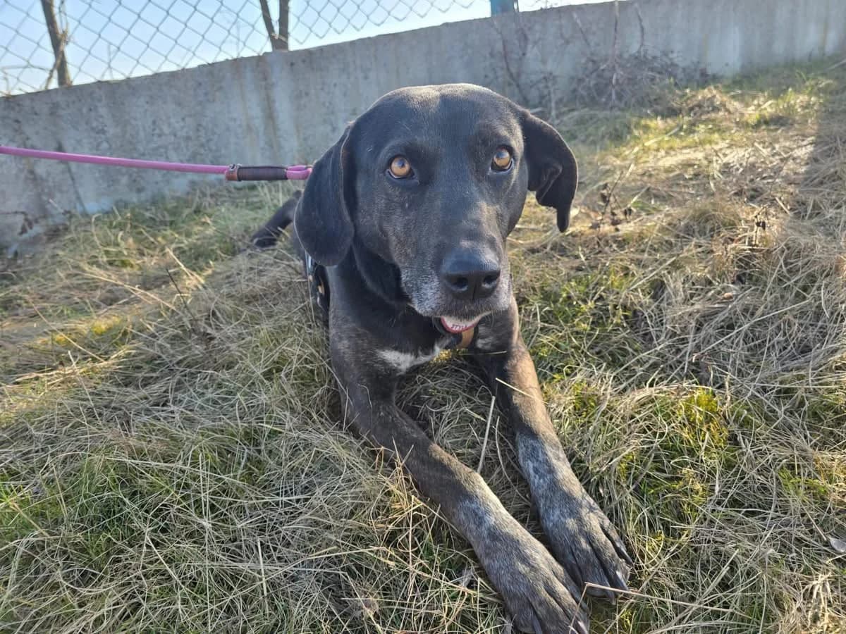 Julia, female 5yo Mixed Breed for adoption at Ein Herz für Streuner e.V., München