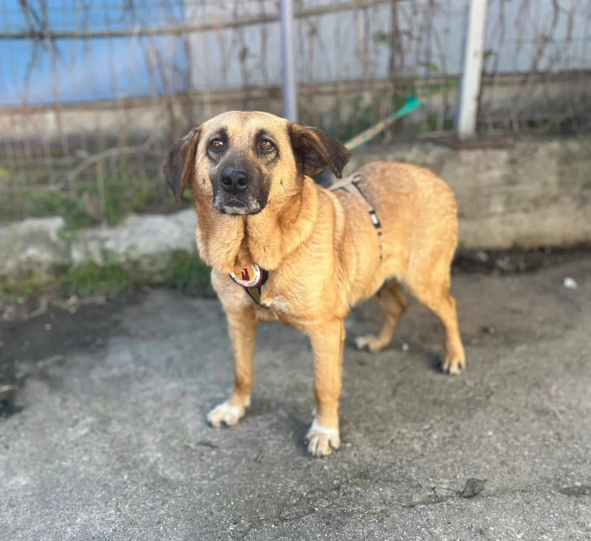Juliana, female young Mixed Breed for adoption at Ein Herz für Streuner e.V., München