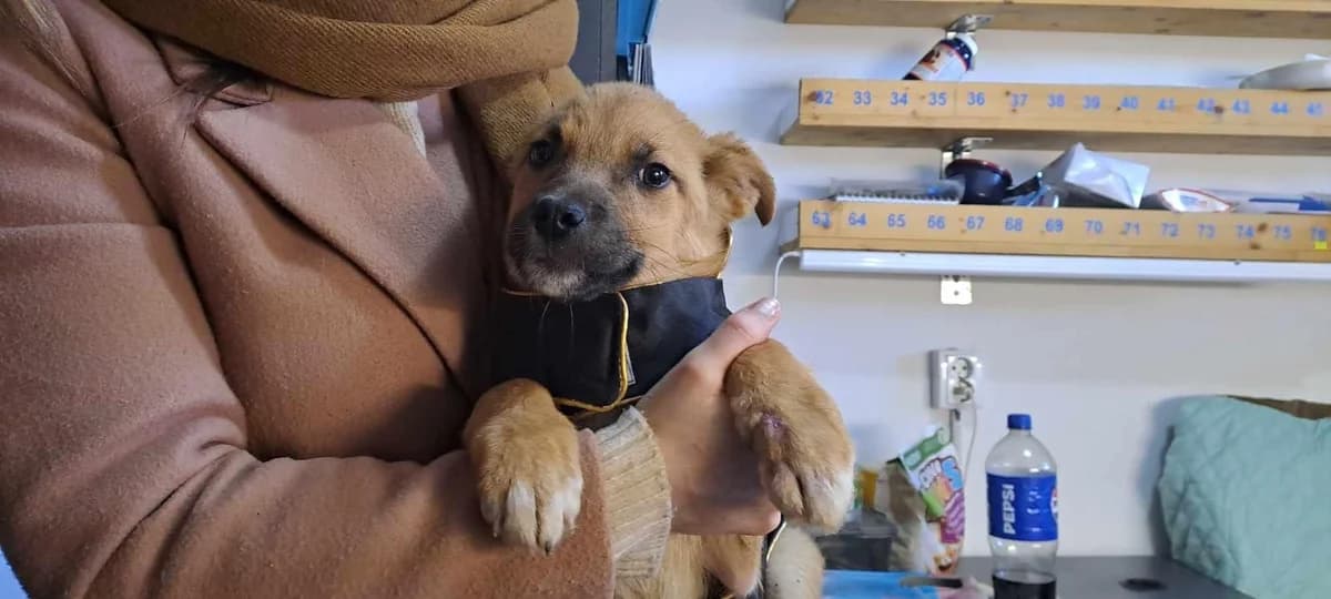 Julie, female puppy Mixed Breed for adoption at Ein Herz für Streuner e.V., München