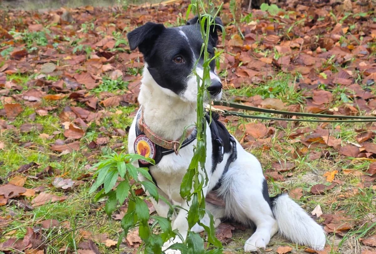 Julika, schwarz female puppy Mixed Breed for adoption at Ein Herz für Streuner e.V., München