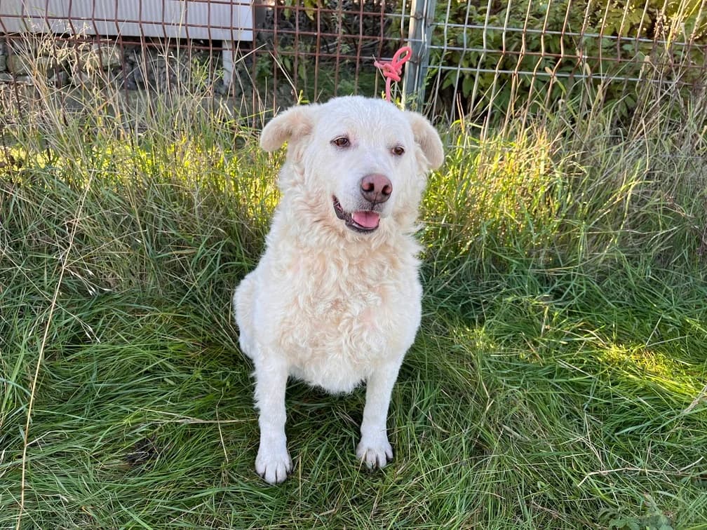 Julina, weiß female 3yo Mixed Breed for adoption at Ein Herz für Streuner e.V., München