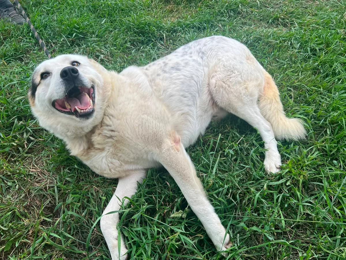 Julius, male 5yo Mixed Breed for adoption at Ein Herz für Streuner e.V., München