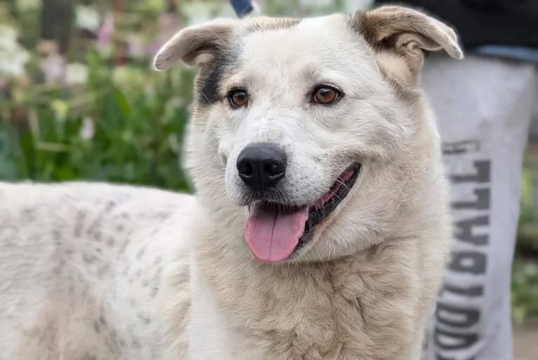 Julius, male 5yo Mixed Breed for adoption at Ein Herz für Streuner e.V., München
