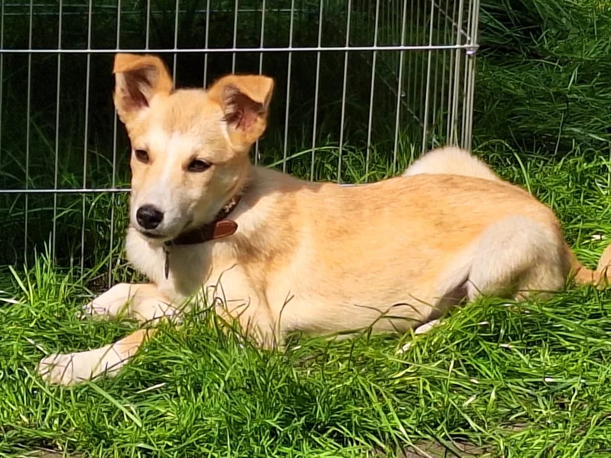 July, female puppy Mixed Breed for adoption at Ein Herz für Streuner e.V., München