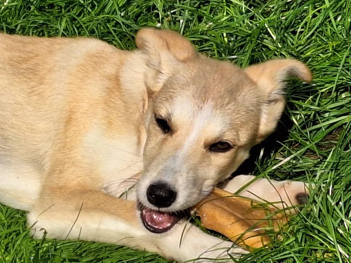 July, female puppy Mixed Breed for adoption at Ein Herz für Streuner e.V., München