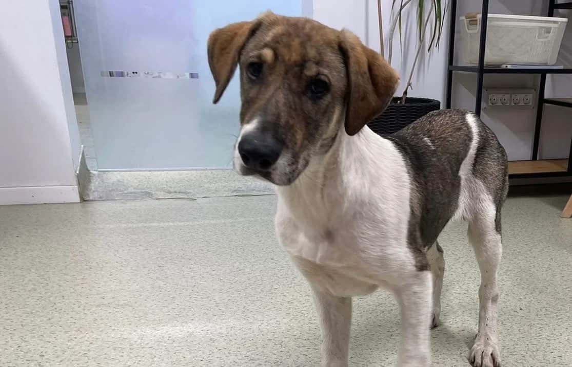 July, female puppy Mixed Breed for adoption at Ein Herz für Streuner e.V., München