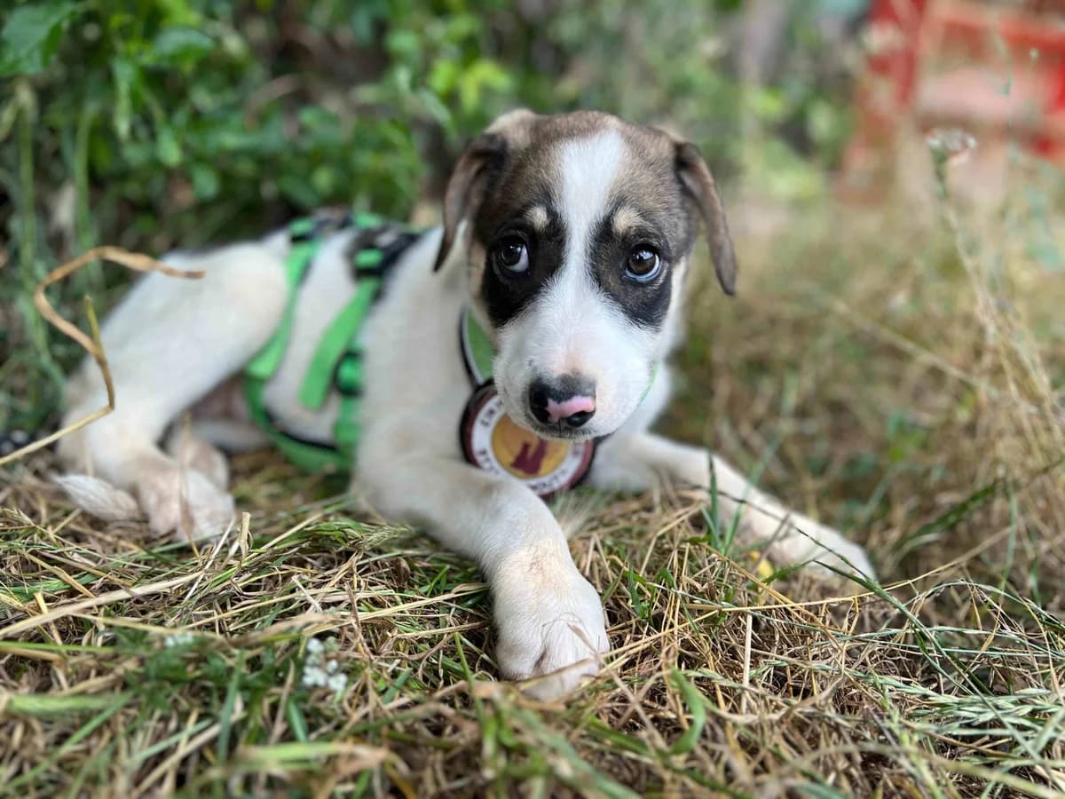 July, female puppy Mixed Breed for adoption at Ein Herz für Streuner e.V., München