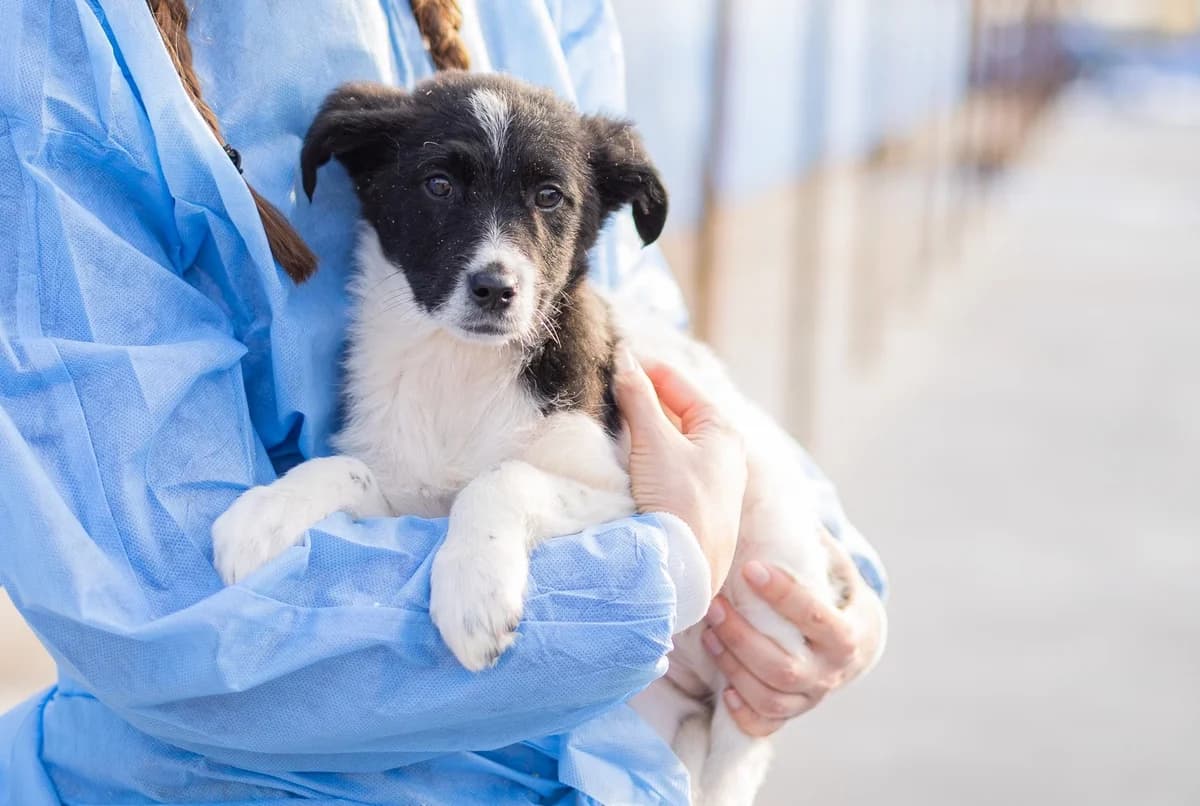 Juna, weiß female puppy Mixed Breed for adoption at Ein Herz für Streuner e.V., München