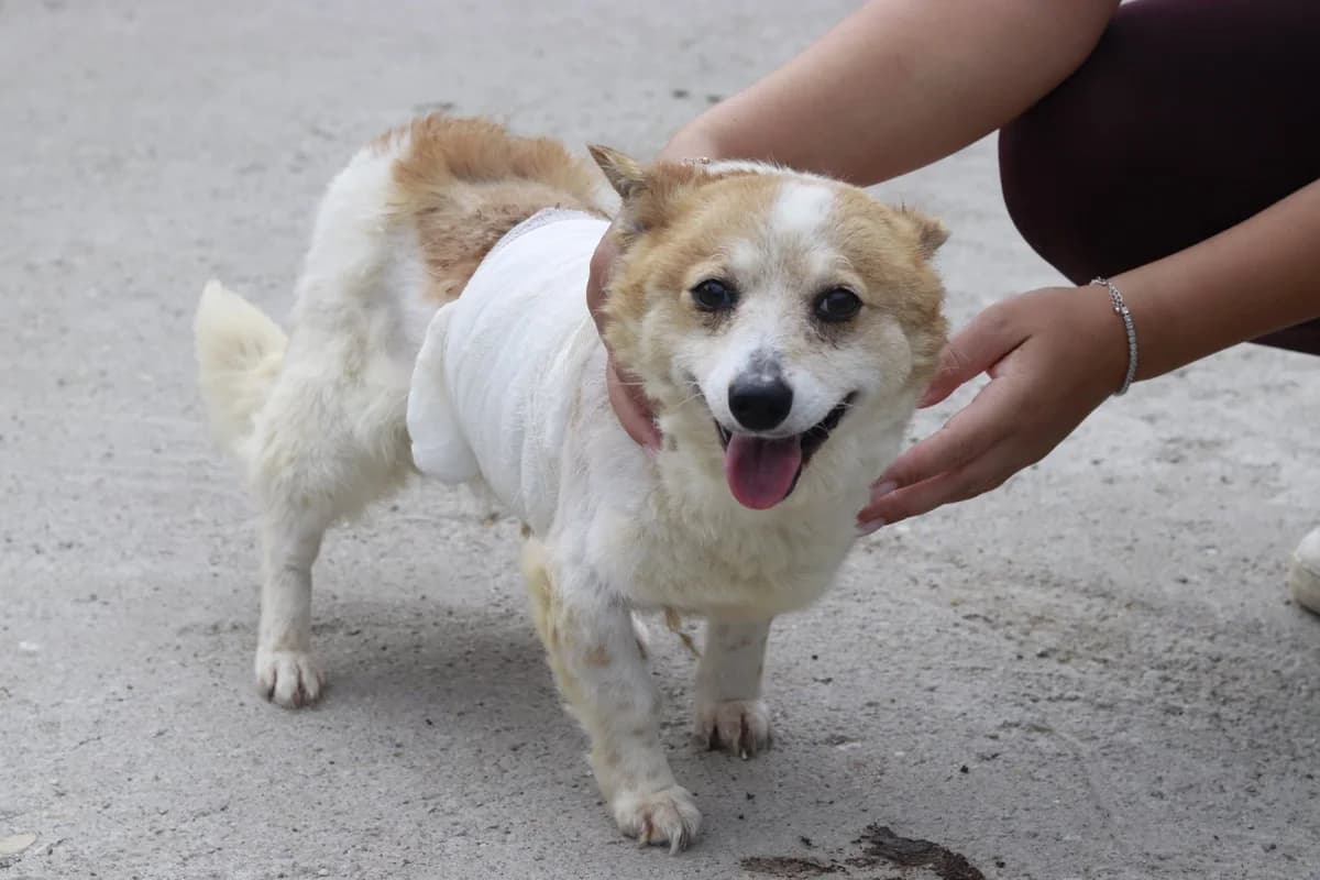 Juna, female senior Mixed Breed for adoption at Ein Herz für Streuner e.V., München