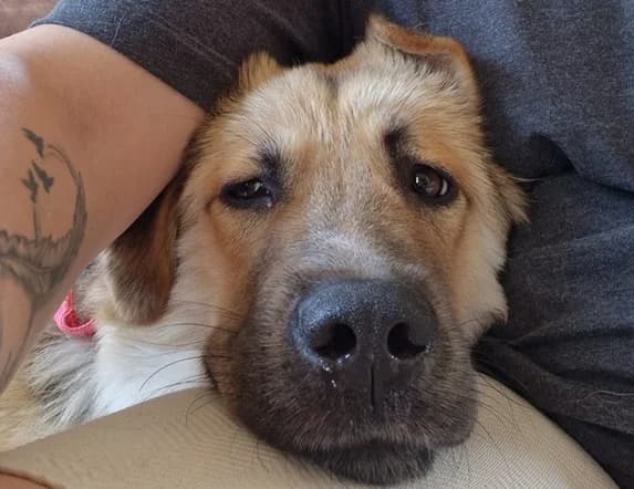 Juna-Elin, female young Mixed Breed for adoption at Ein Herz für Streuner e.V., München