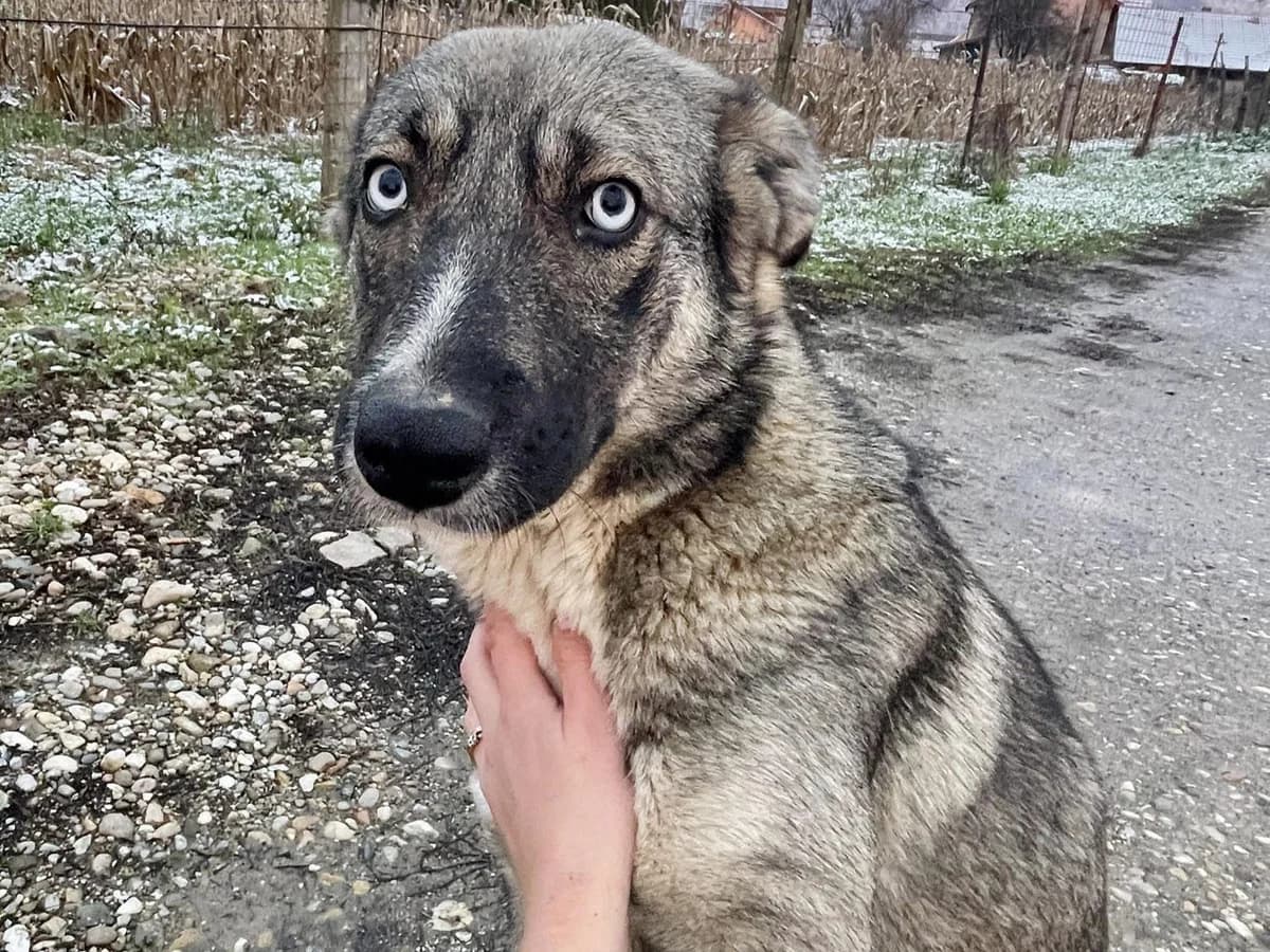 June, grau female young Mixed Breed for adoption at Ein Herz für Streuner e.V., München