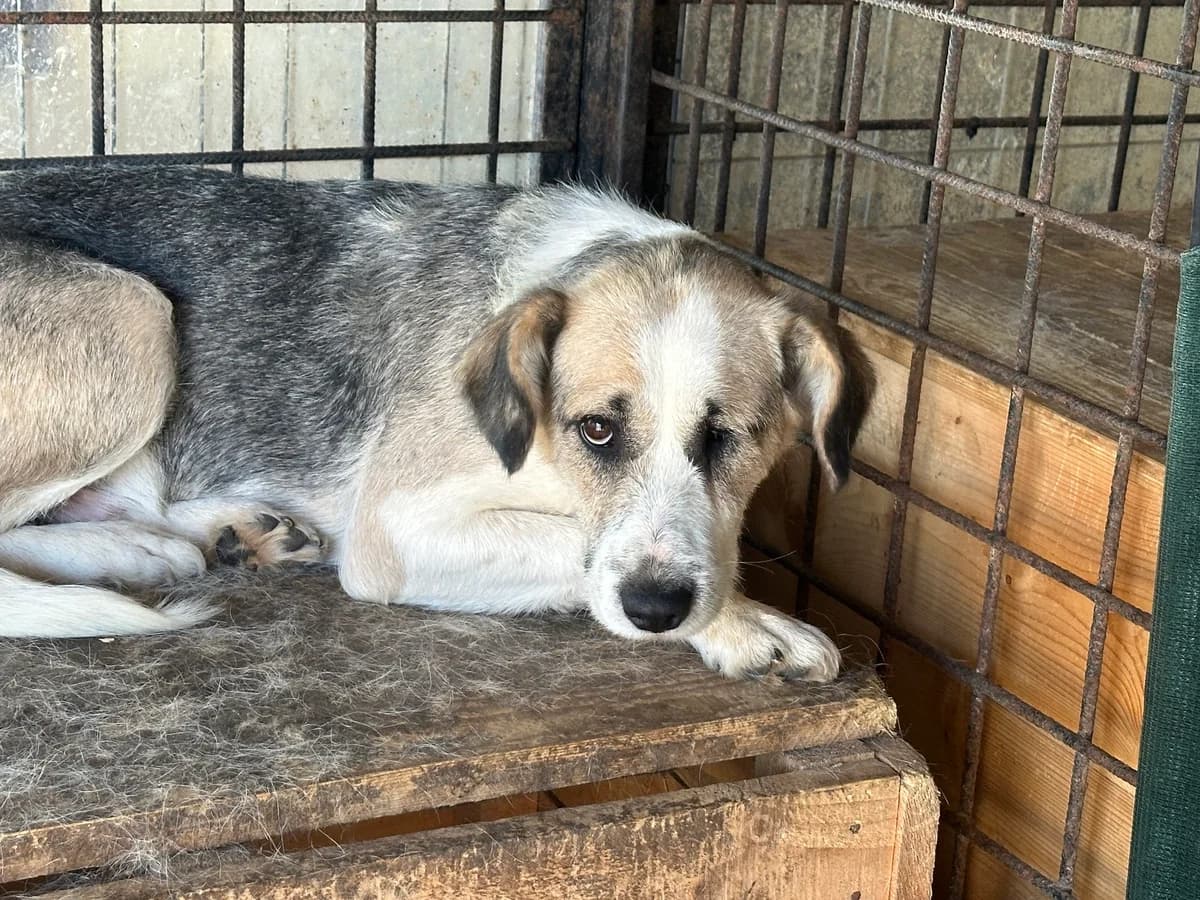 June, grau female 4yo Mixed Breed for adoption at Ein Herz für Streuner e.V., München