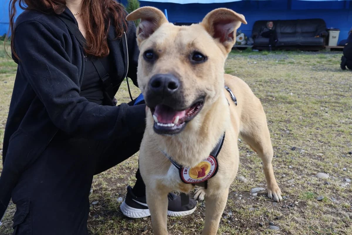 Junia, weiß female young Mixed Breed for adoption at Ein Herz für Streuner e.V., München