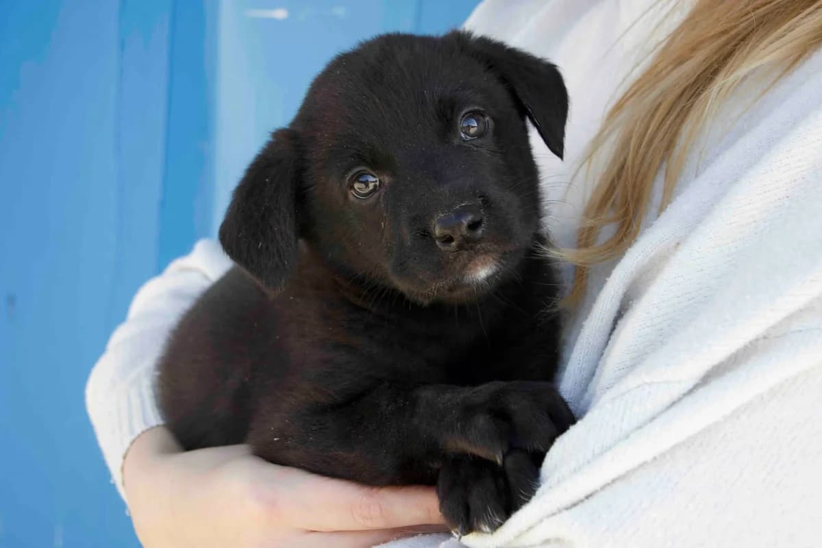 Juniper, weiß female puppy Mixed Breed for adoption at Ein Herz für Streuner e.V., München