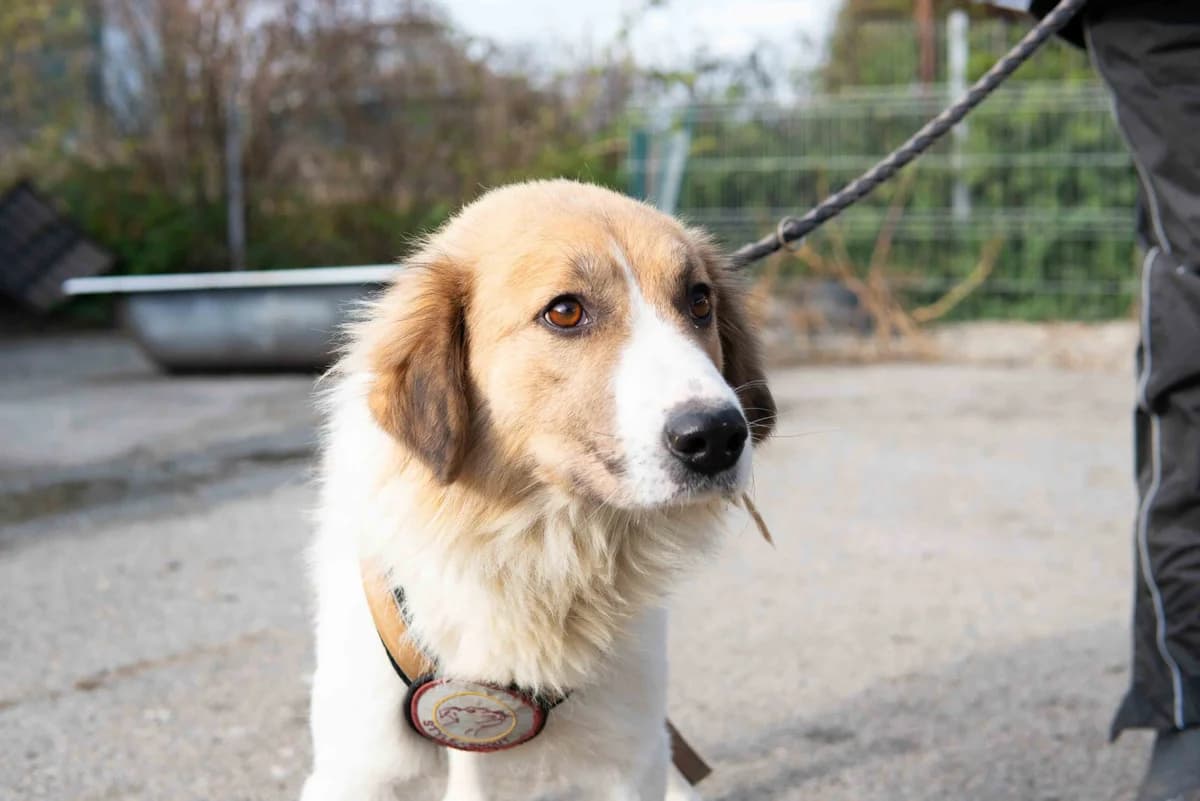 Juno, female young Mixed Breed for adoption at Ein Herz für Streuner e.V., München