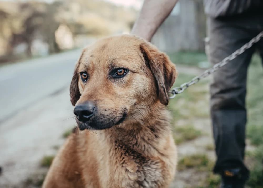 Jupi, male 5yo Mixed Breed for adoption at Ein Herz für Streuner e.V., München