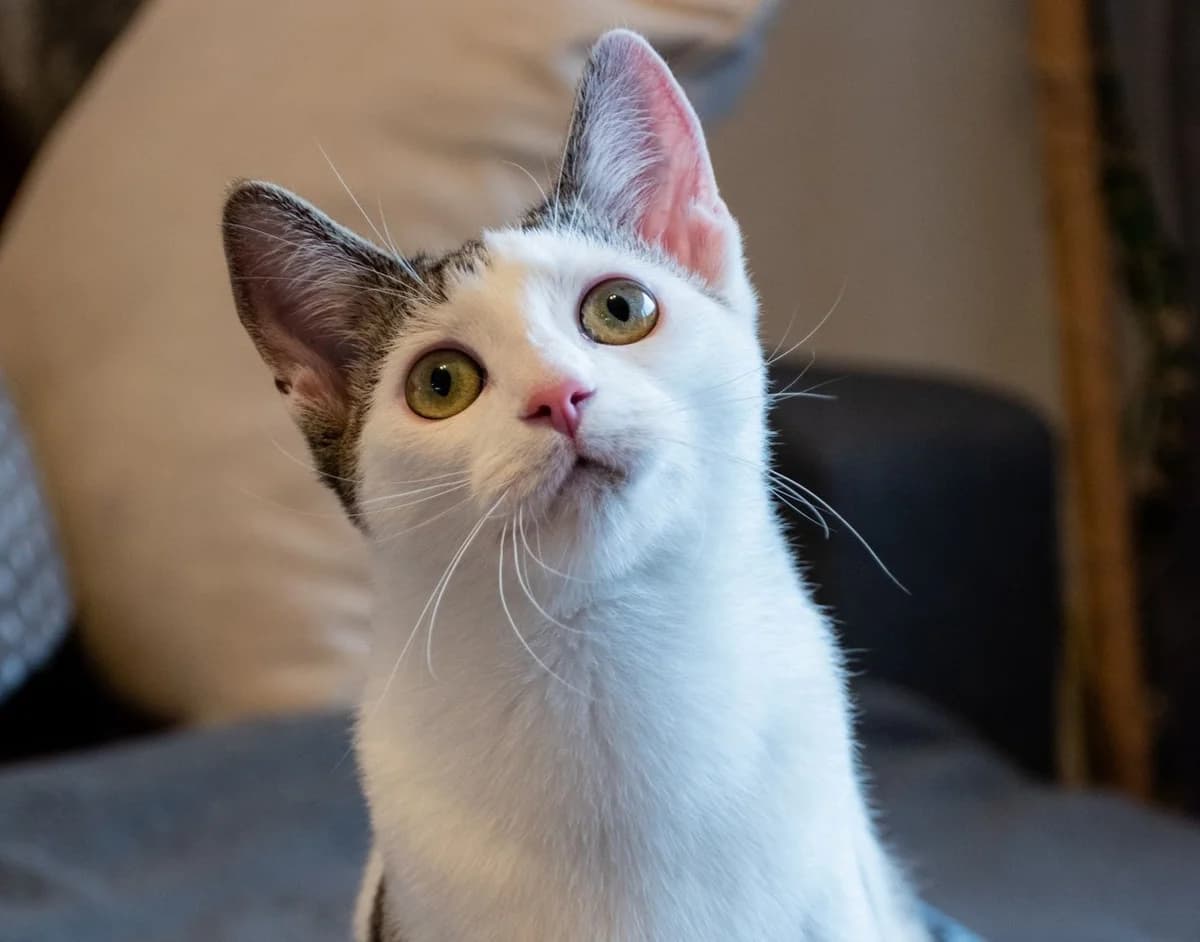 Jupiter, female young Mixed Breed for adoption at Ein Herz für Streuner e.V., München