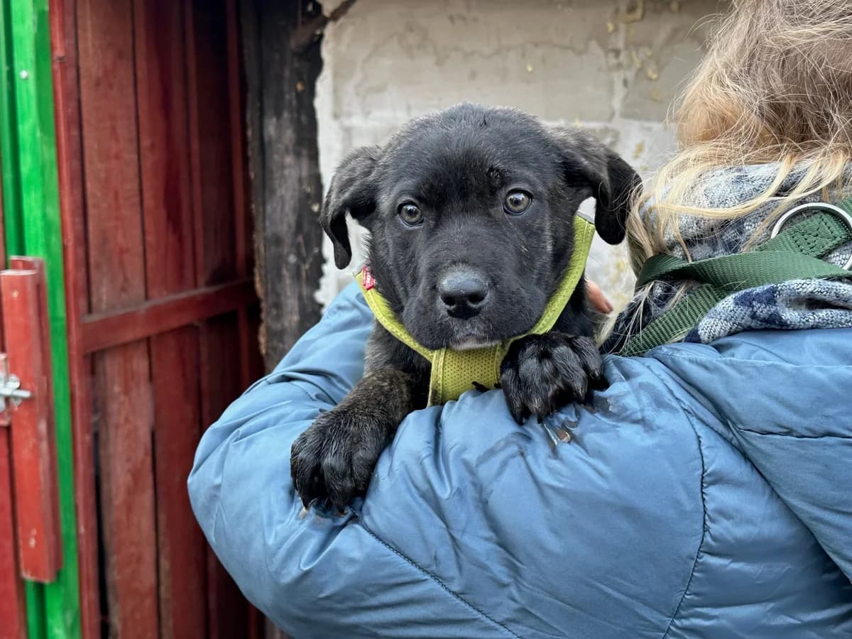 Jupp, male puppy Mixed Breed for adoption at Ein Herz für Streuner e.V., München
