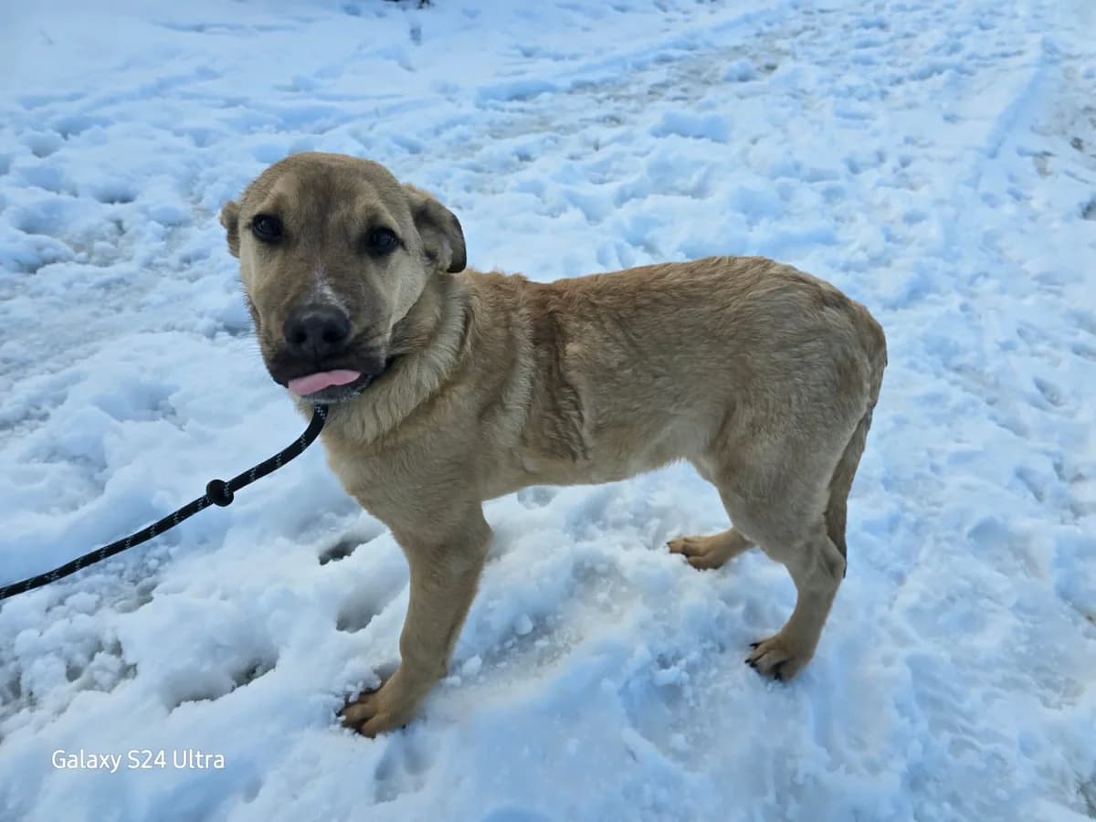 Jupp, male puppy Mixed Breed for adoption at Ein Herz für Streuner e.V., München