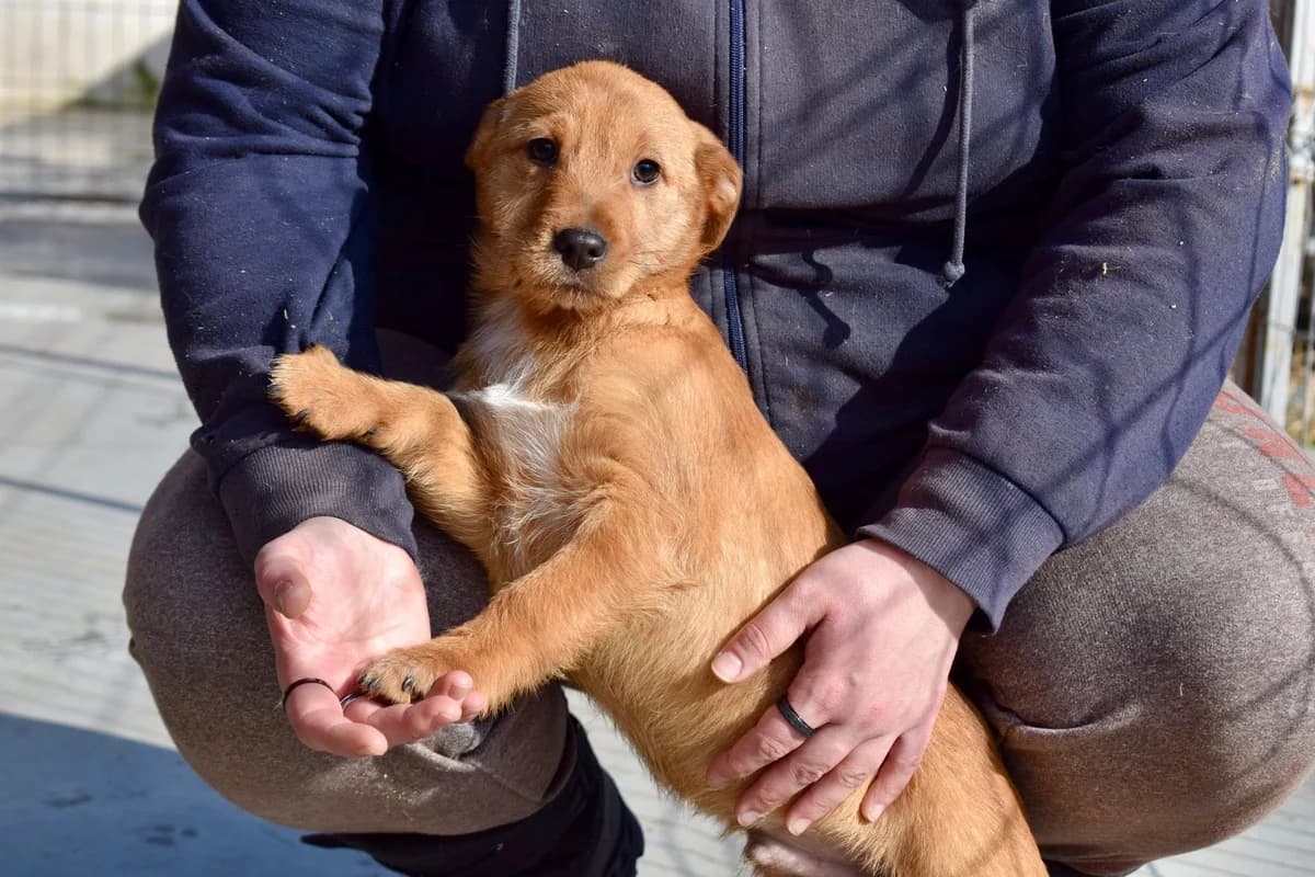 Juri, weiß male puppy Mixed Breed for adoption at Ein Herz für Streuner e.V., München
