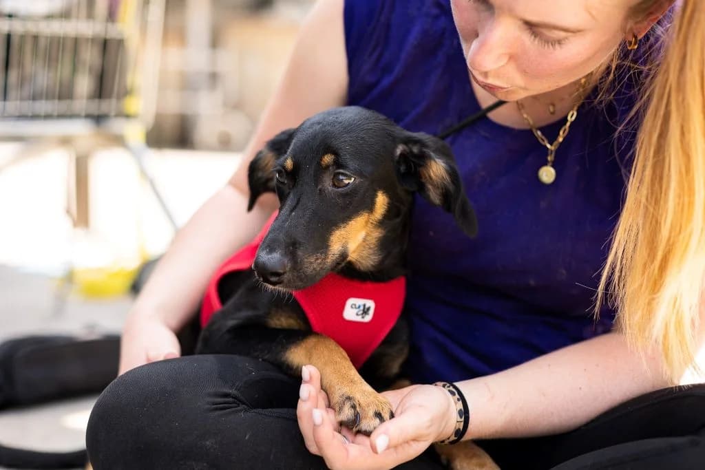 Jurka, puppy Mixed Breed for adoption at Ein Herz für Streuner e.V., München