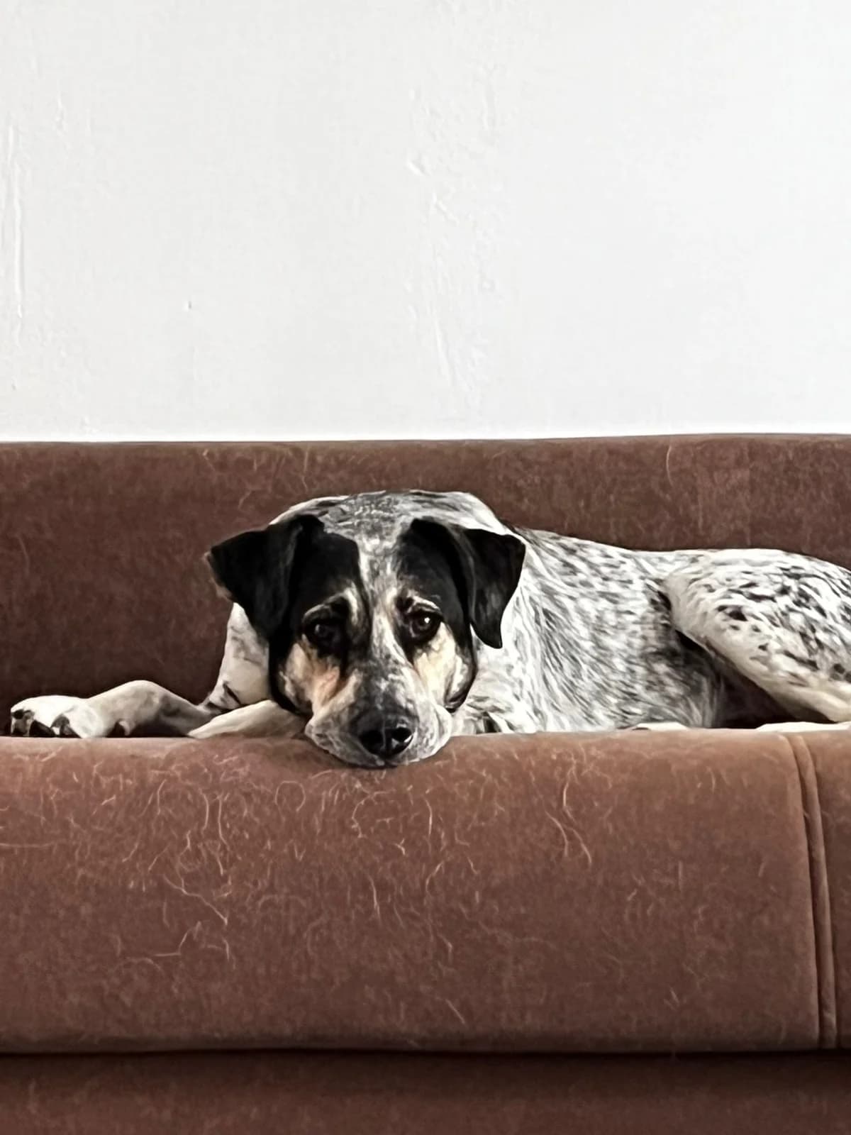 Jusper, beige male 4yo Mixed Breed for adoption at Ein Herz für Streuner e.V., München