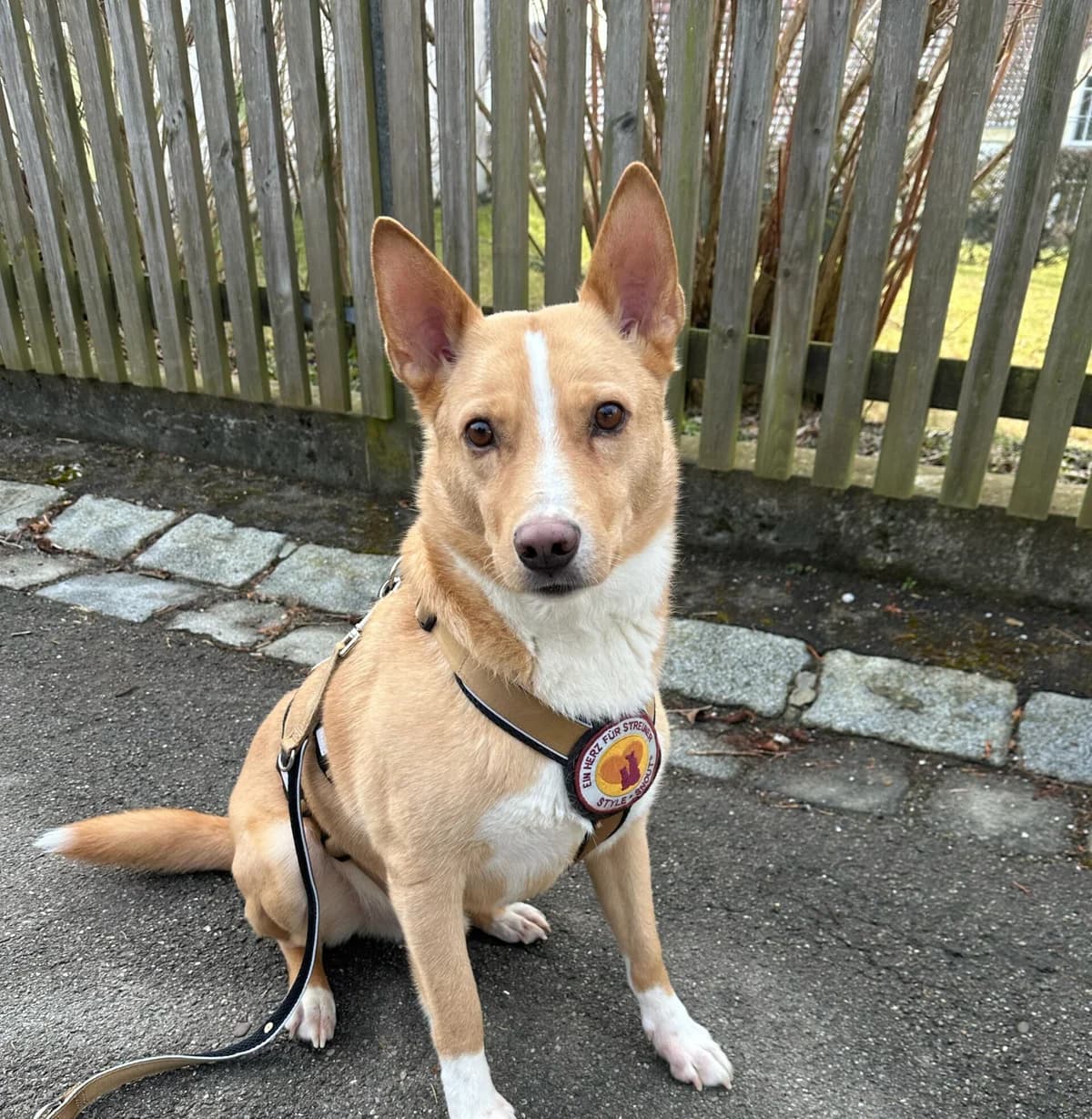 Justus, weiß male 4yo Mixed Breed for adoption at Ein Herz für Streuner e.V., München
