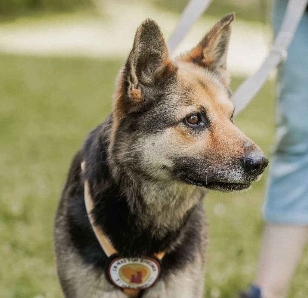 Jutta, female 5yo Mixed Breed for adoption at Ein Herz für Streuner e.V., München