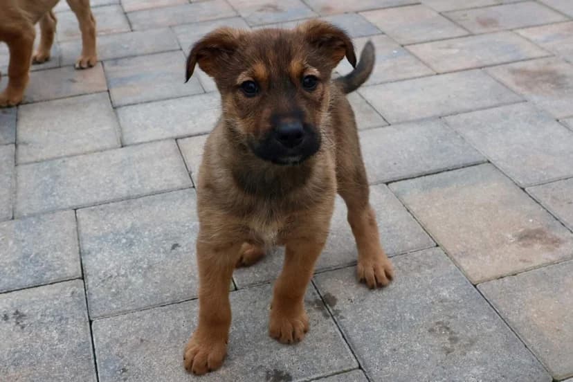 Jyn, female puppy Mixed Breed for adoption at Ein Herz für Streuner e.V., München