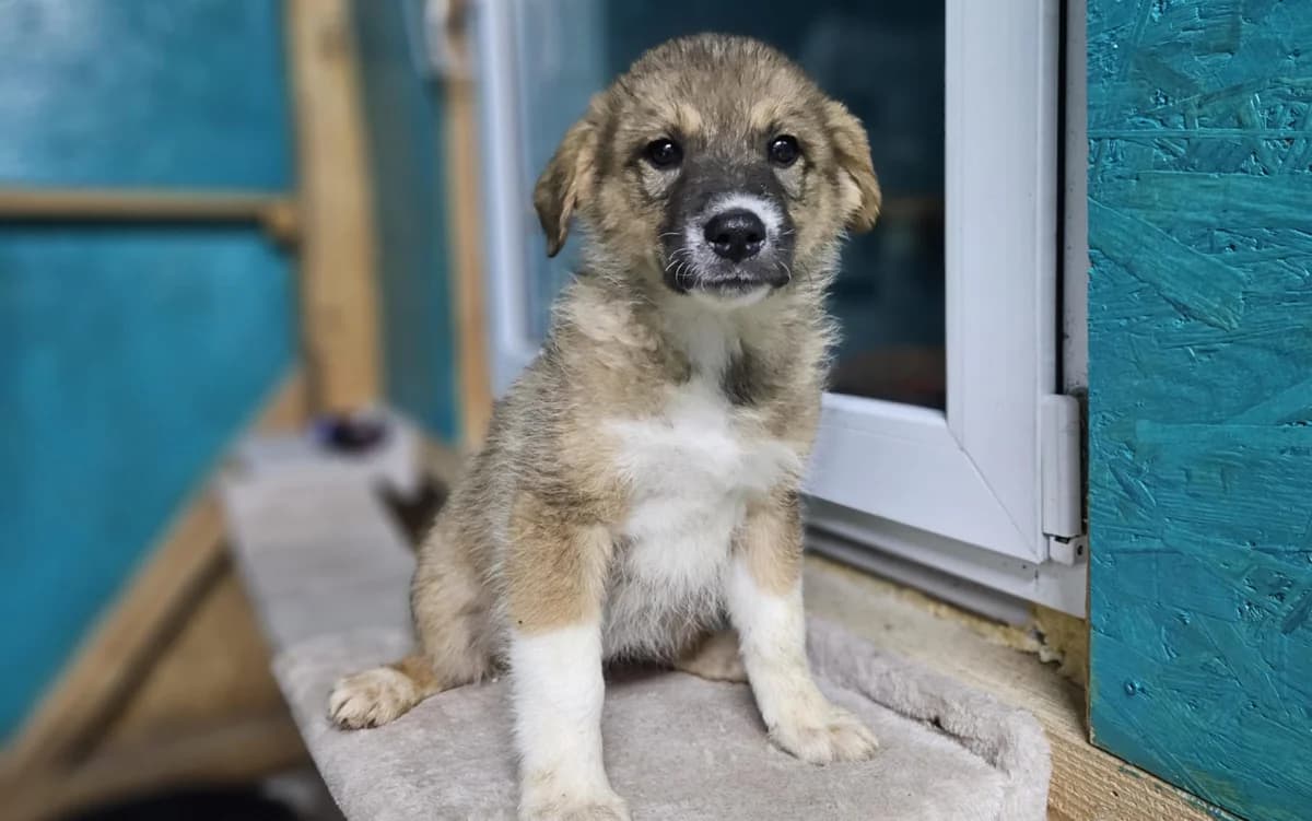Jytte, sand female puppy Mixed Breed for adoption at Ein Herz für Streuner e.V., München