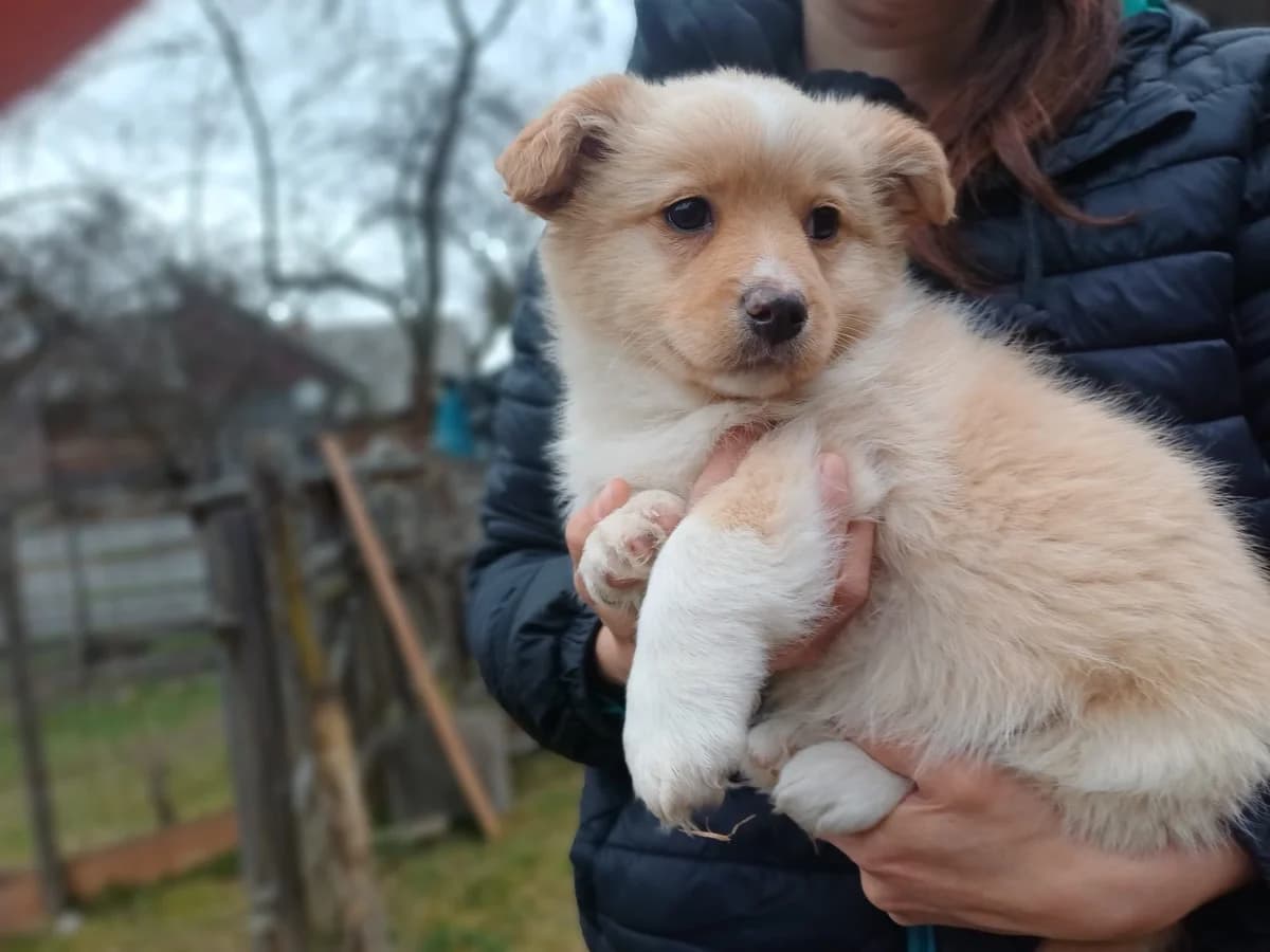 Kabu, male puppy Mixed Breed for adoption at Ein Herz für Streuner e.V., München