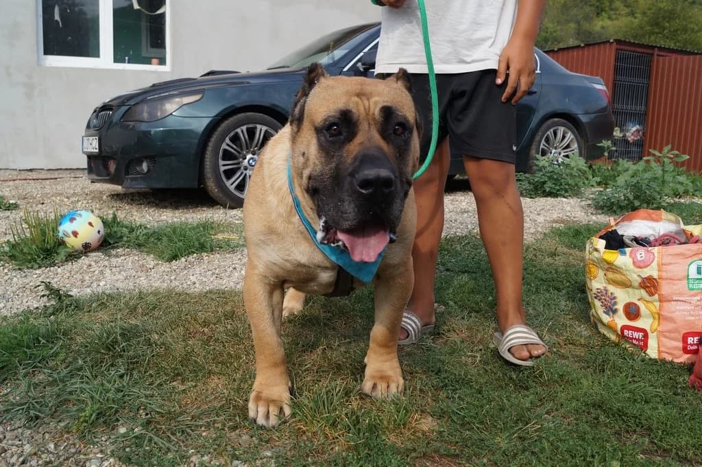 Kaelan, male 4yo Mixed Breed for adoption at Ein Herz für Streuner e.V., München