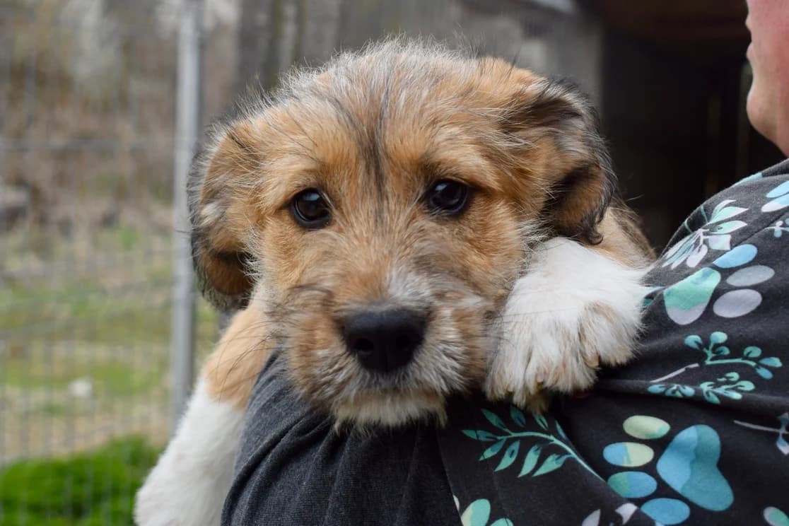 KÄThe, female puppy Mixed Breed for adoption at Ein Herz für Streuner e.V., München