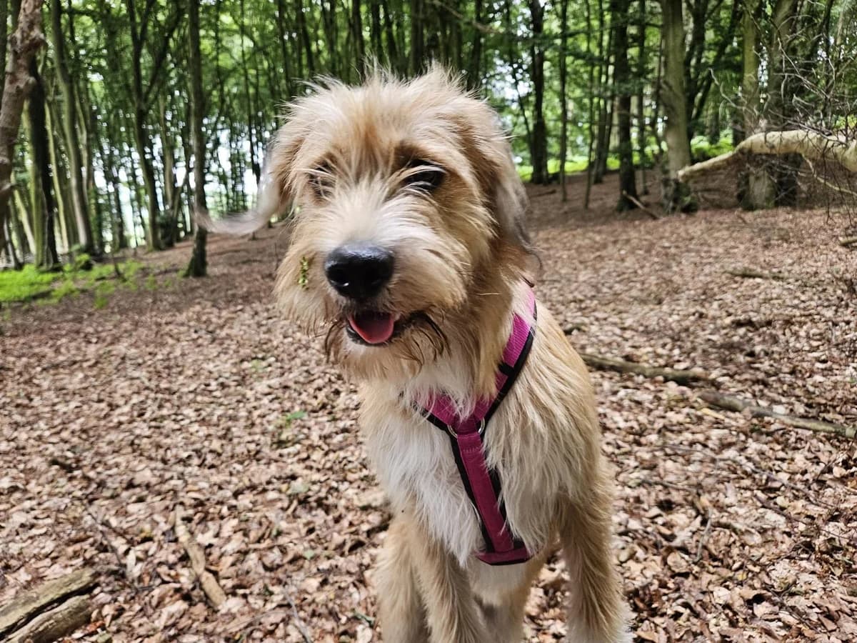 KÄThe, female puppy Mixed Breed for adoption at Ein Herz für Streuner e.V., München