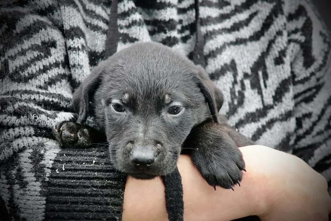 Kafka, male puppy Mixed Breed for adoption at Ein Herz für Streuner e.V., München