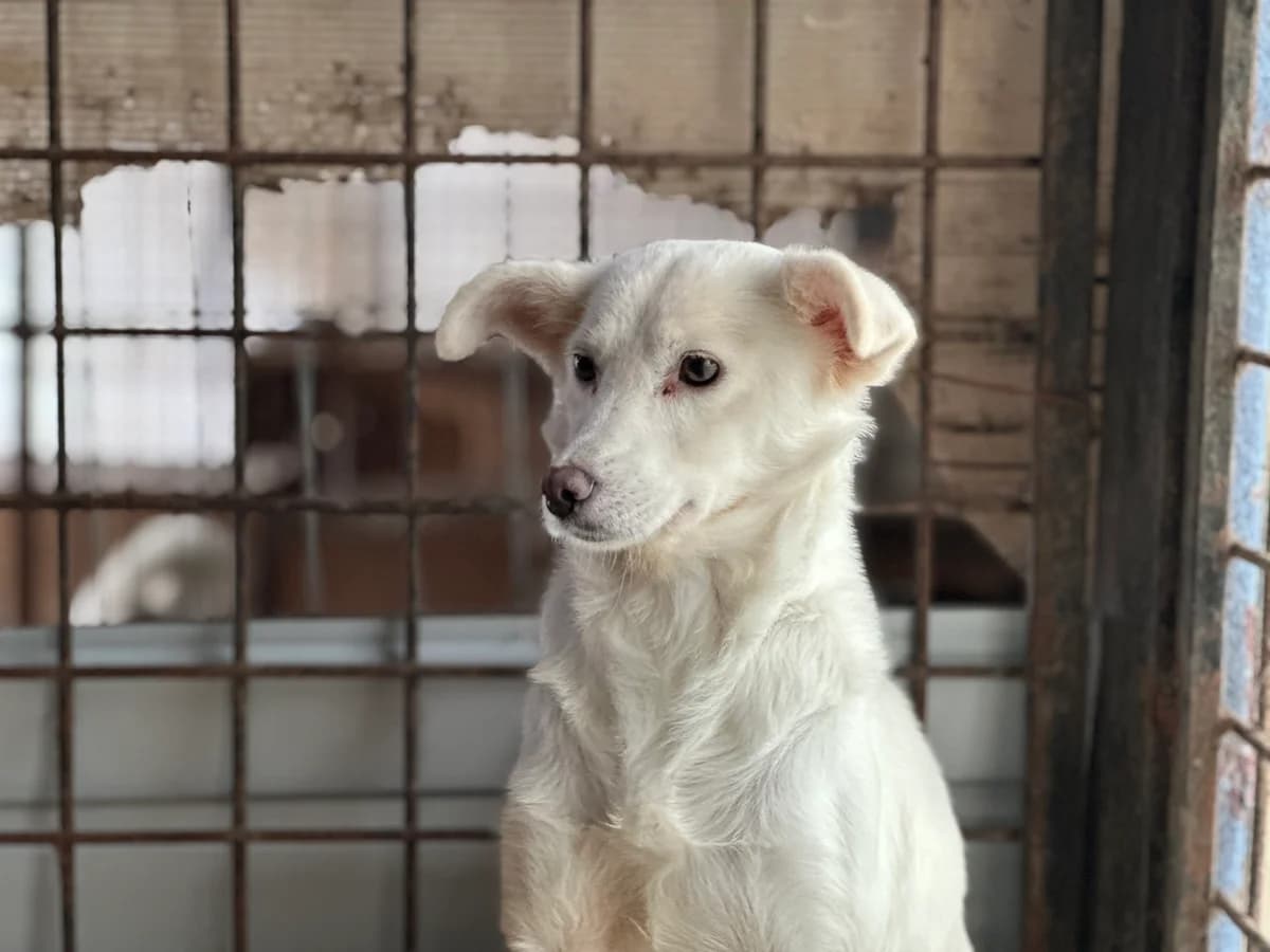 Kahu, weiß female 4yo Mixed Breed for adoption at Ein Herz für Streuner e.V., München