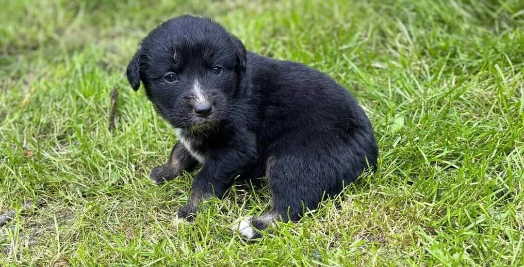 Kaia, weiß female puppy Mixed Breed for adoption at Ein Herz für Streuner e.V., München