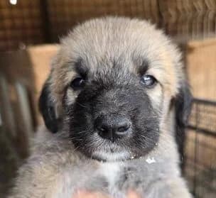 Kaia, puppy Mixed Breed for adoption at Ein Herz für Streuner e.V., München