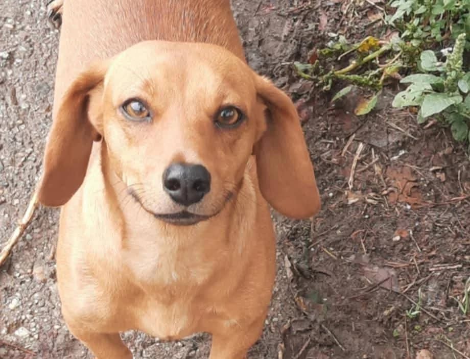 Kaia, braun female 5yo Mixed Breed for adoption at Ein Herz für Streuner e.V., München