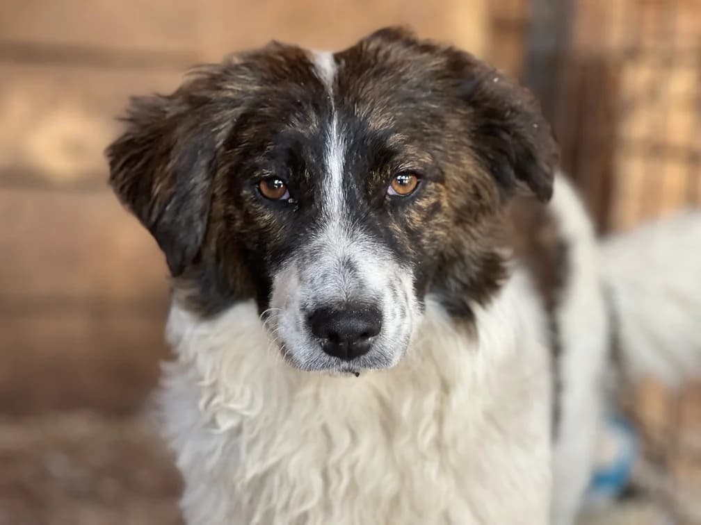 Kaia, braun female puppy Mixed Breed for adoption at Ein Herz für Streuner e.V., München