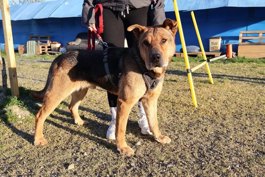 Kaimi, male senior Mixed Breed for adoption at Ein Herz für Streuner e.V., München
