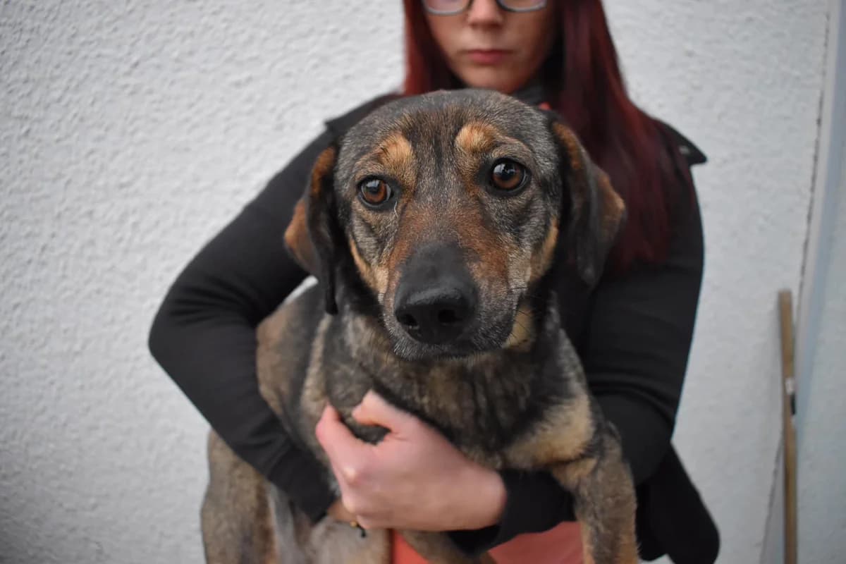 Kaja, schwarz female young Mixed Breed for adoption at Ein Herz für Streuner e.V., München
