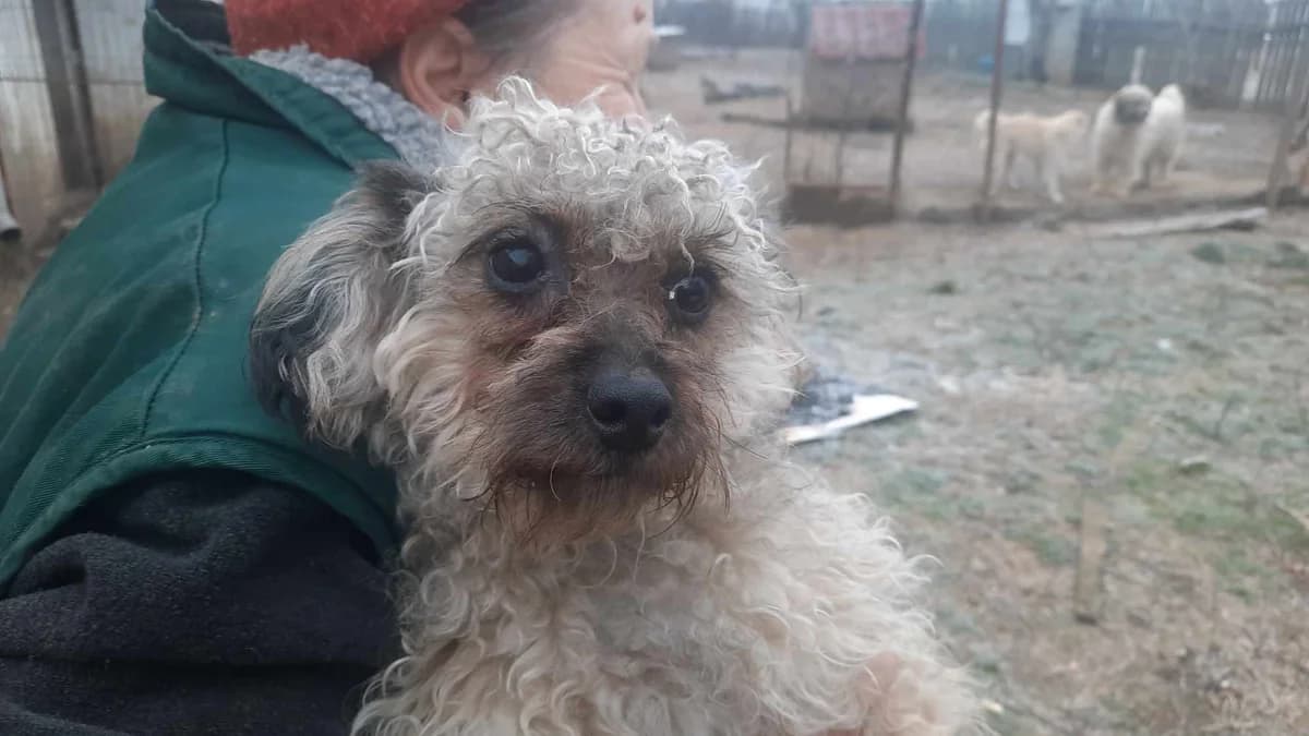 Kajtek, Mixed Breed for adoption at Ein Herz für Streuner e.V., München