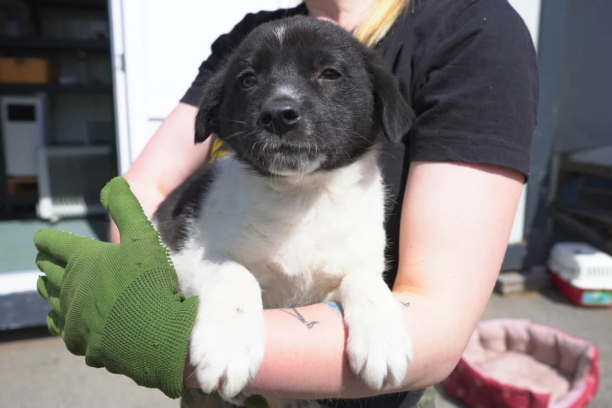 Kalani, male puppy Mixed Breed for adoption at Ein Herz für Streuner e.V., München
