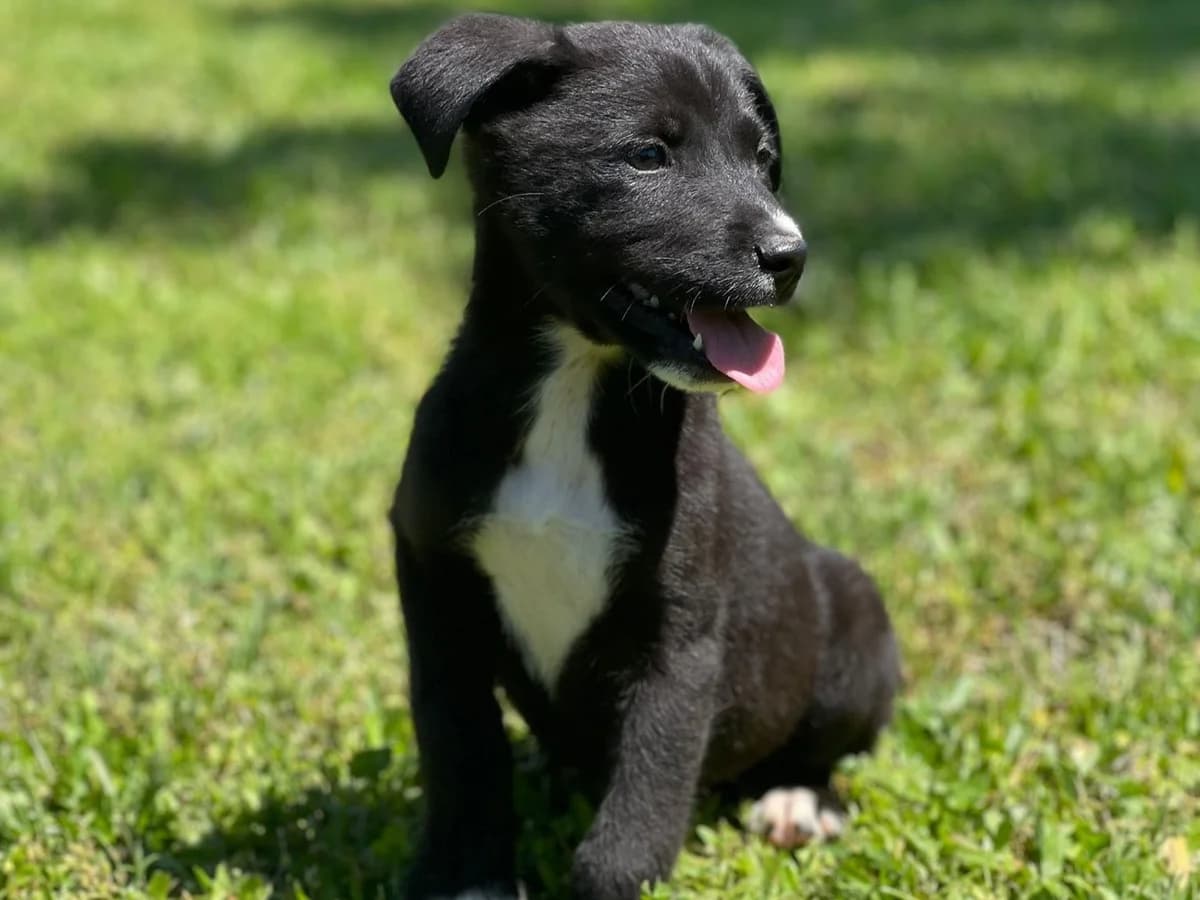 Kalani, male puppy Mixed Breed for adoption at Ein Herz für Streuner e.V., München