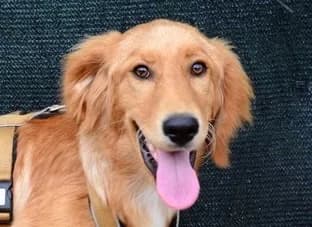 Kalani, female young Mixed Breed for adoption at Ein Herz für Streuner e.V., München