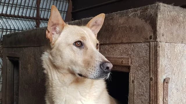 Kalayan, male 5yo Mixed Breed for adoption at Ein Herz für Streuner e.V., München