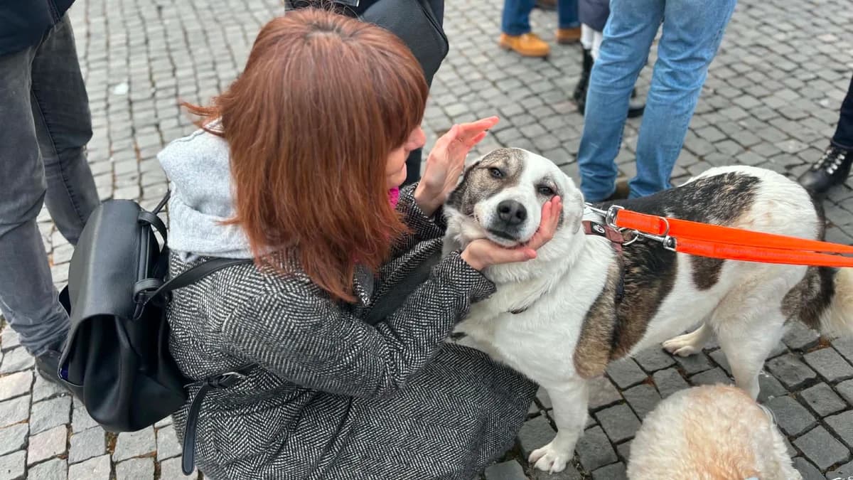 Kalea, female 3yo Mixed Breed for adoption at Ein Herz für Streuner e.V., München